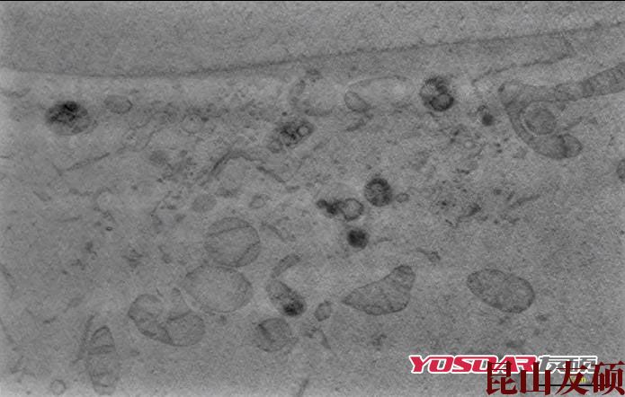 山东蔡司双束电镜